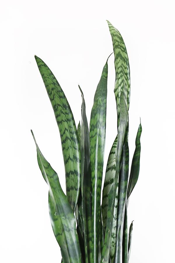 We Guarantee You Won't Kill These 10 Houseplants