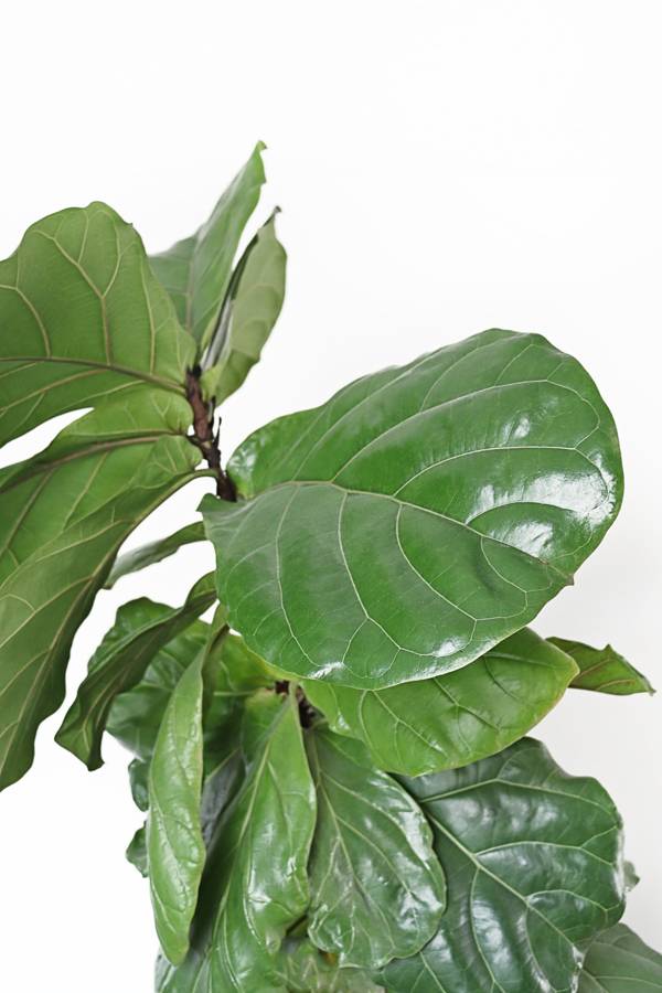 We Guarantee You Won't Kill These 10 Houseplants