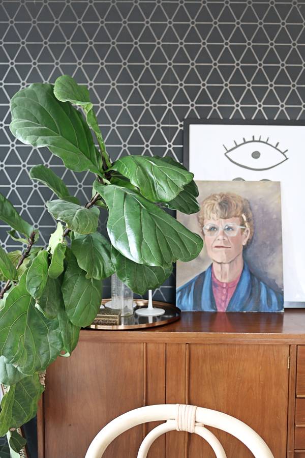 Best Low Light Houseplants