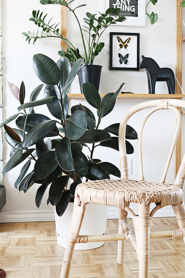 Best Low Light Houseplants