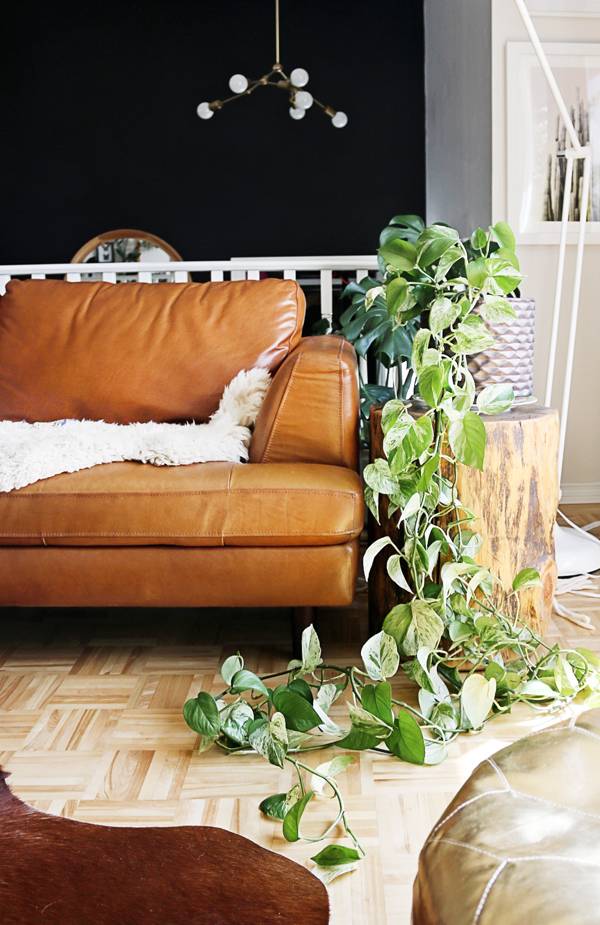 Best Low Light Houseplants