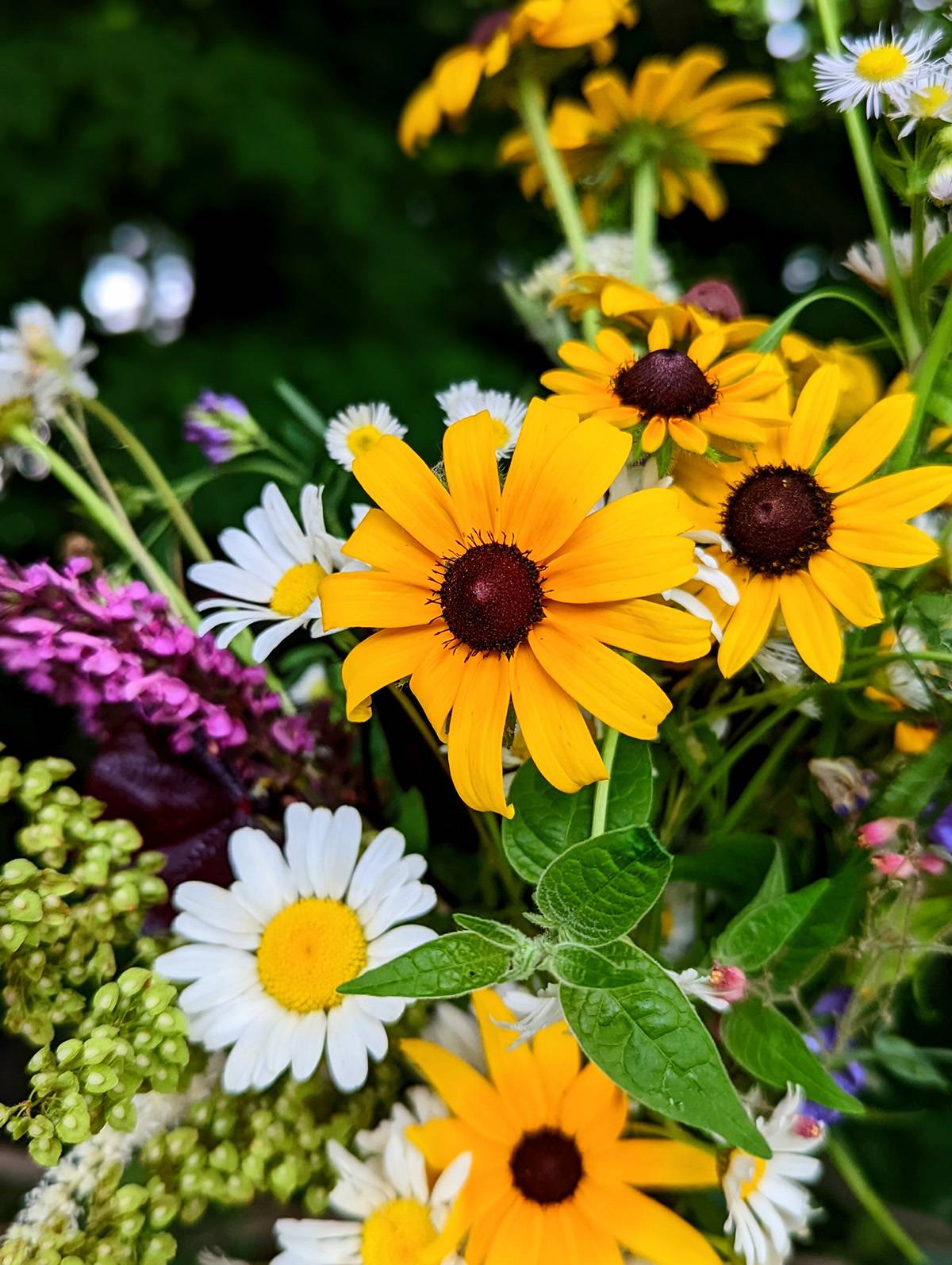 black eyed susans