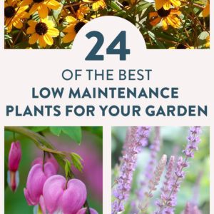 Low Maintenance Plants for your garden