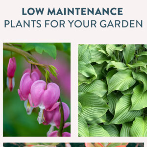 Low Maintenance Plants for your garden