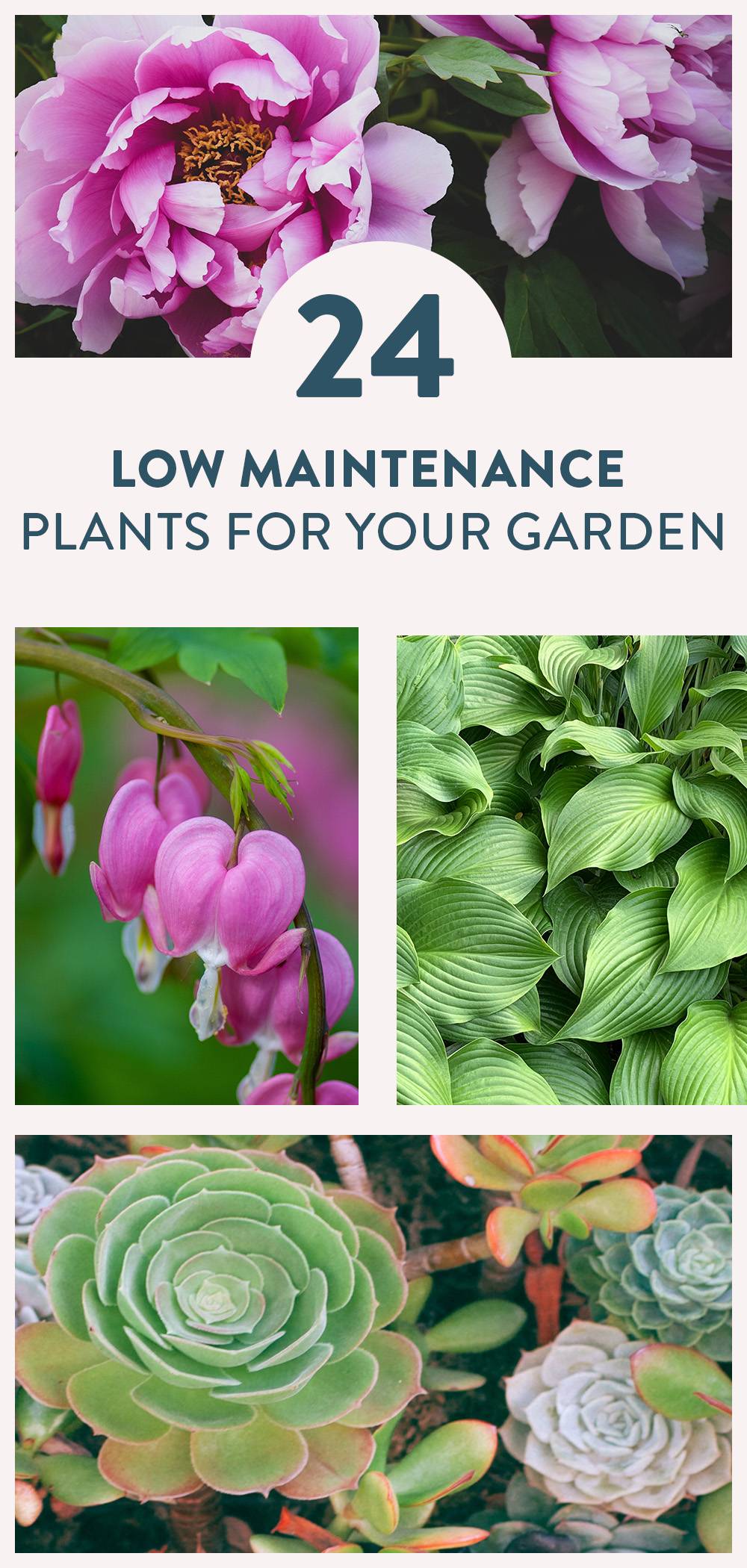 24 of the Best Low Maintenance Plants for Your Garden Curbly