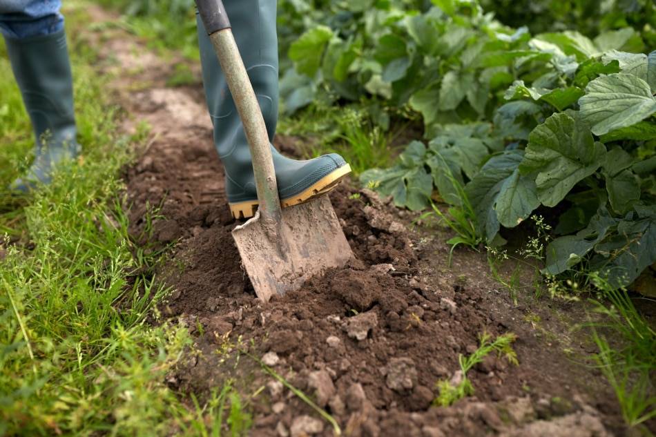 trench composting. 