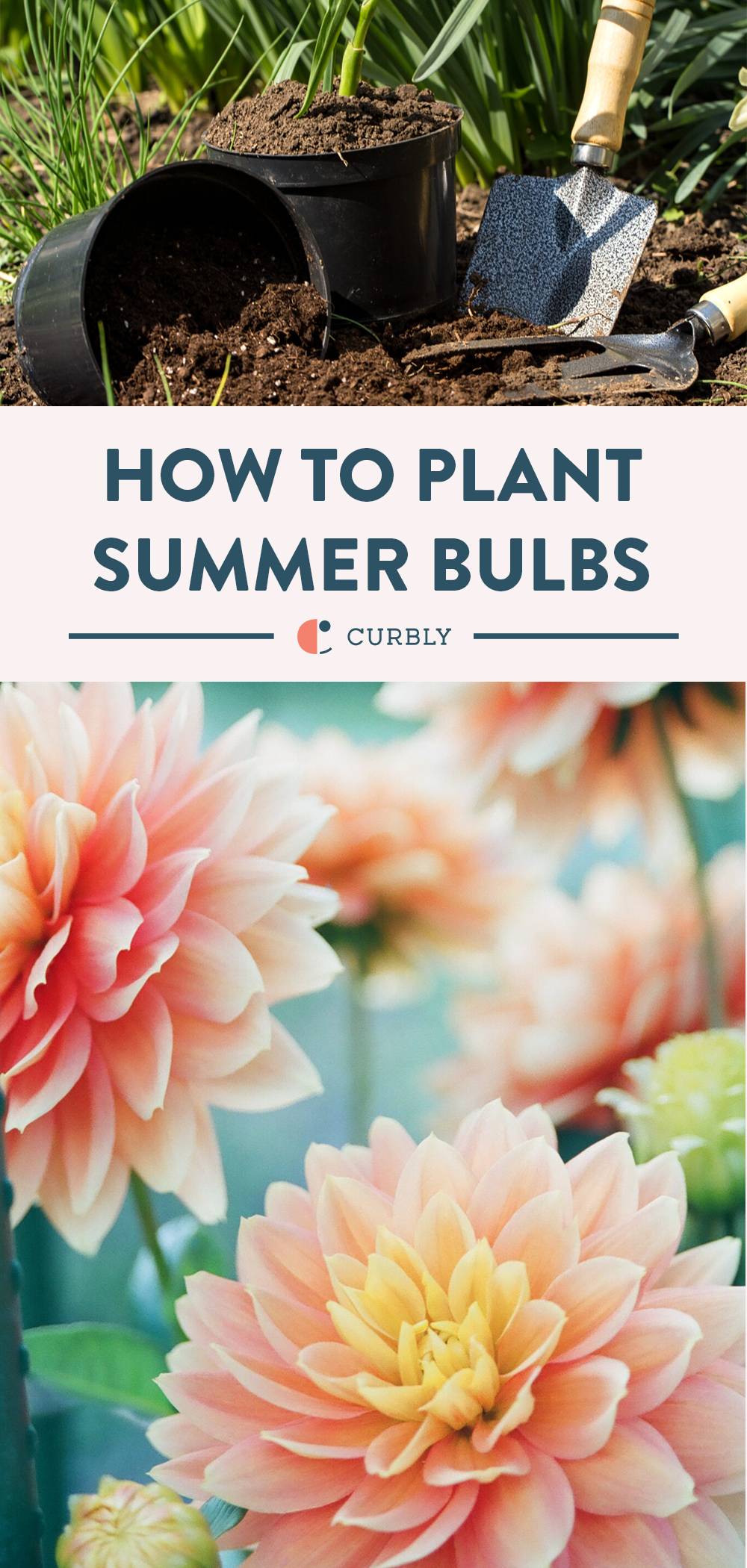 How to Plant Summer Bulbs Curbly