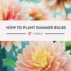 summer bulb planting
