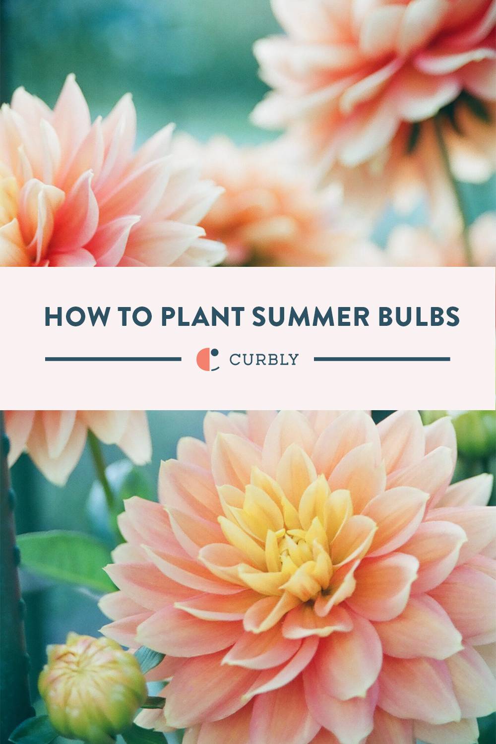 How to Plant Summer Bulbs Curbly