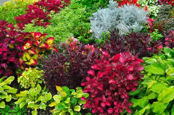 brightly colored plants