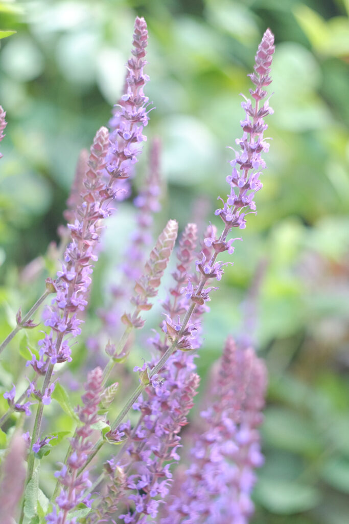 24 of the Best Low Maintenance Plants for Your Garden Curbly