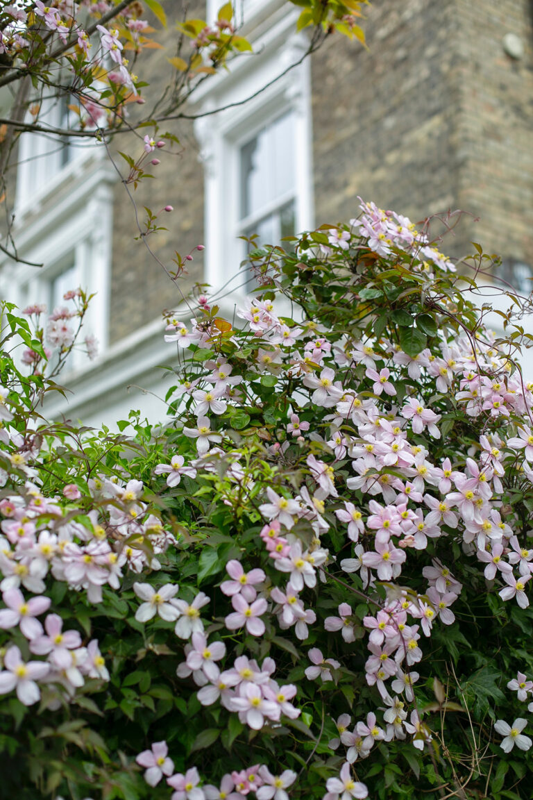 24 of the Best Low Maintenance Plants for Your Garden Curbly