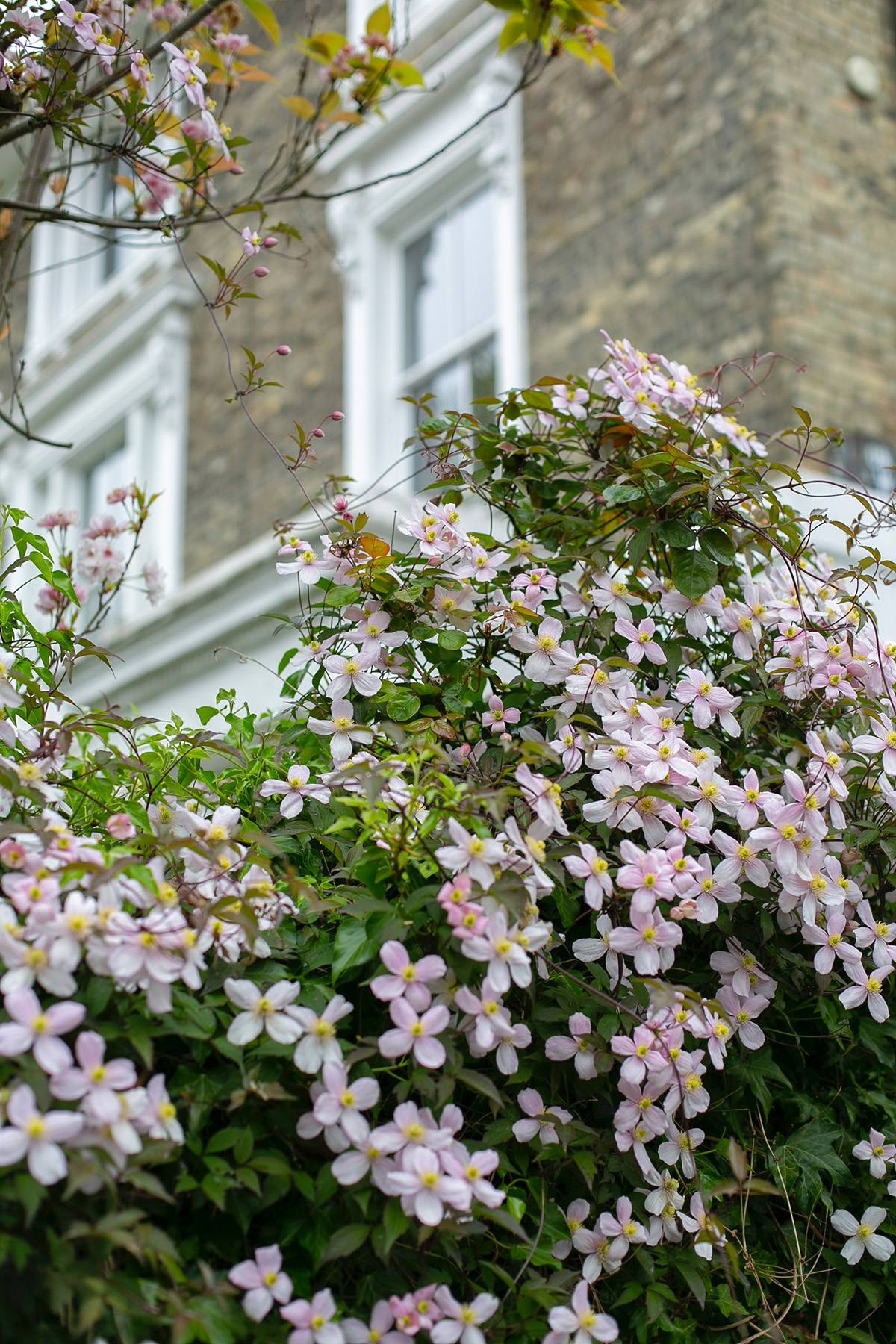 Clematis