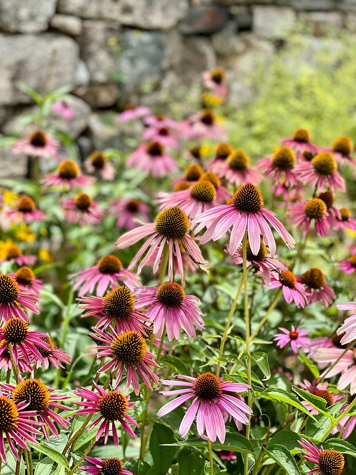 Coneflower, also known as echinacea. 