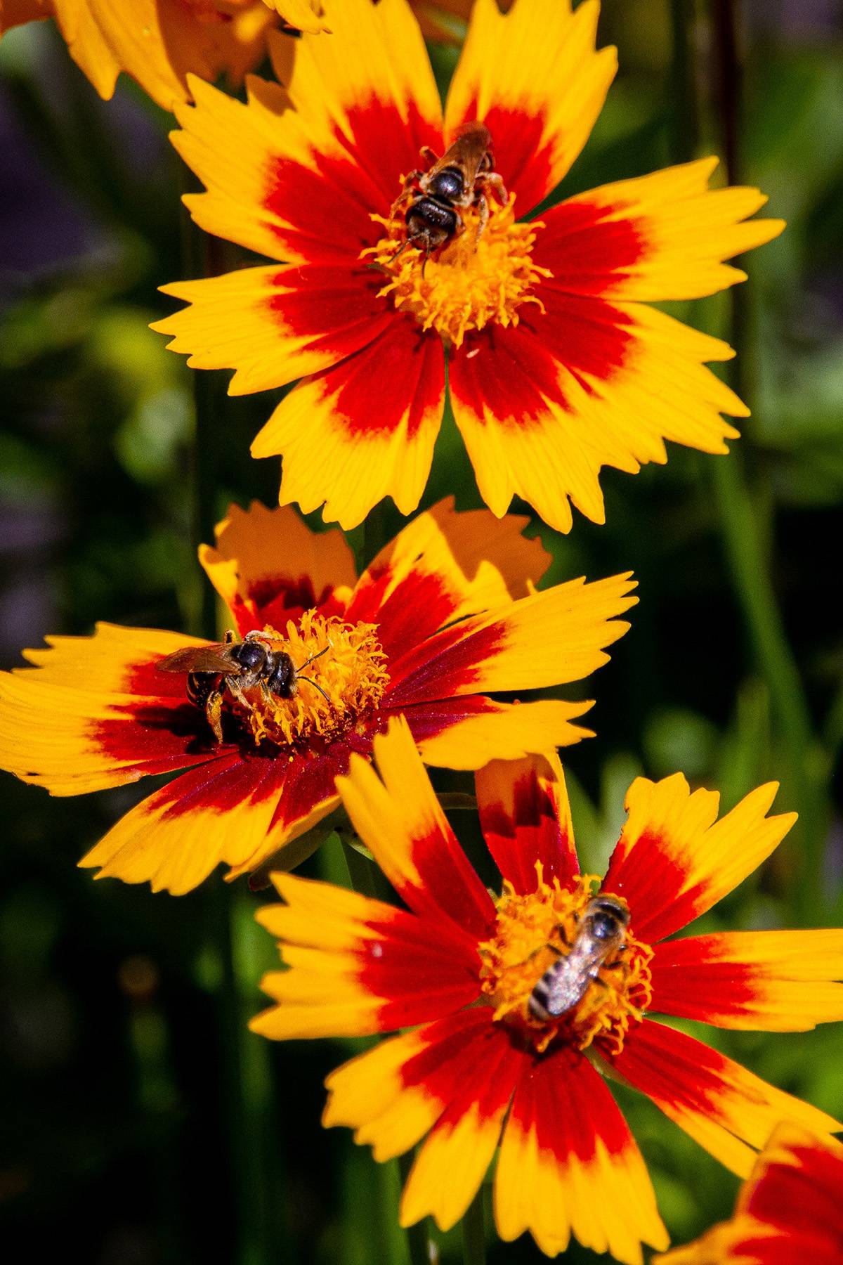 Coreopsis flower