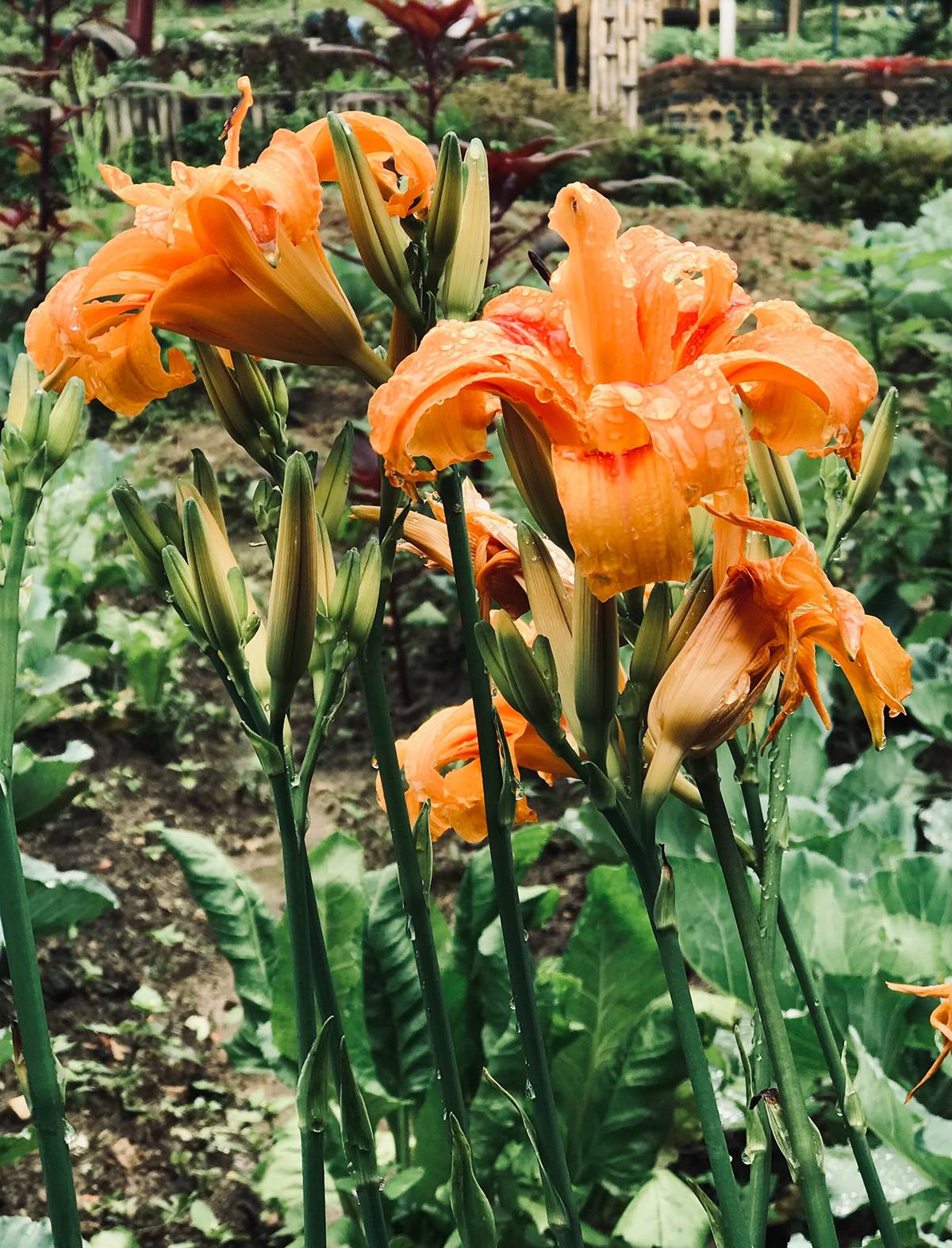 Daylilies multiply like weeds 