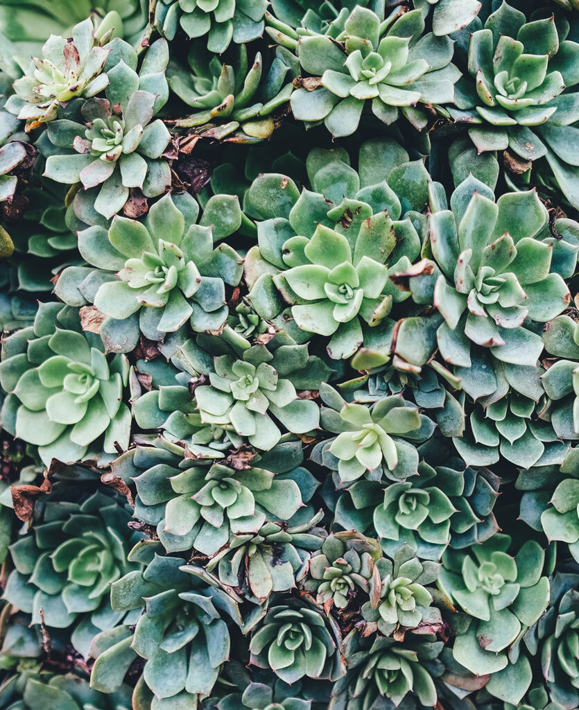 Hens and chicks succulent