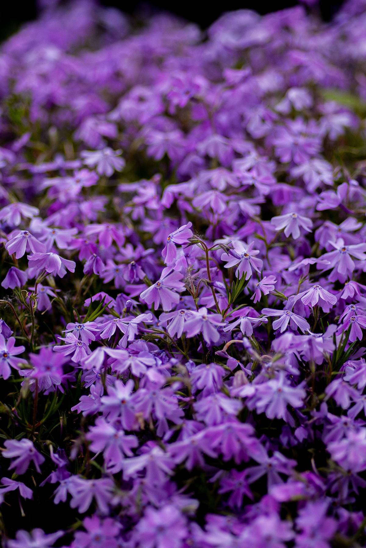 Phlox plant