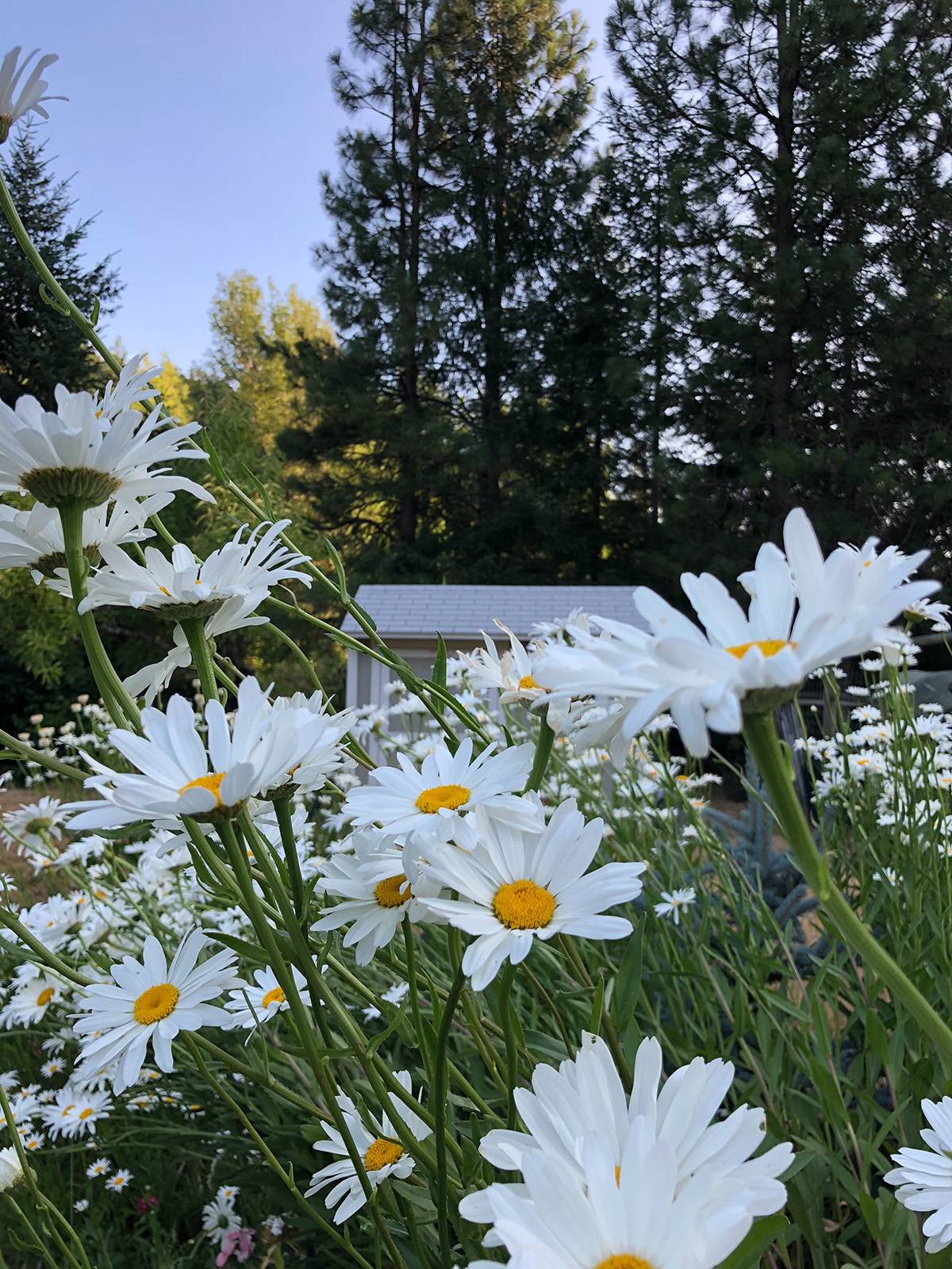 Shasta daisies 