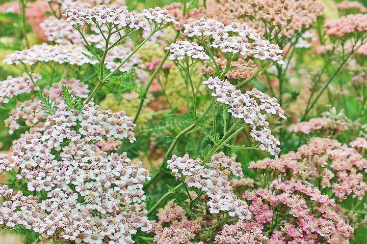 Yarrow plant 