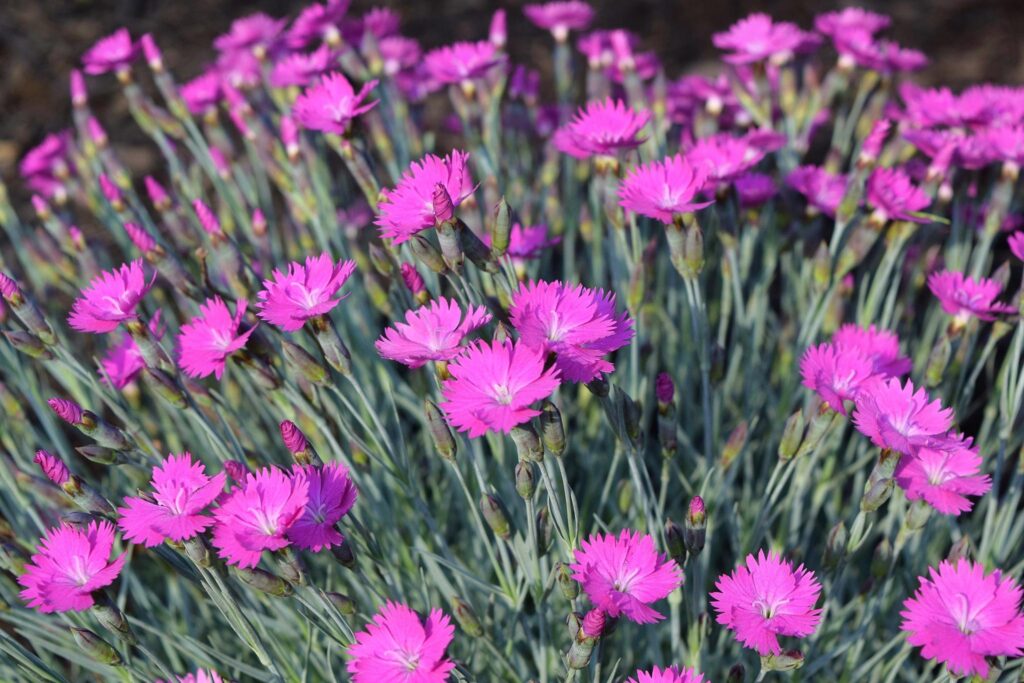 Dianthus photo from Almanac.com