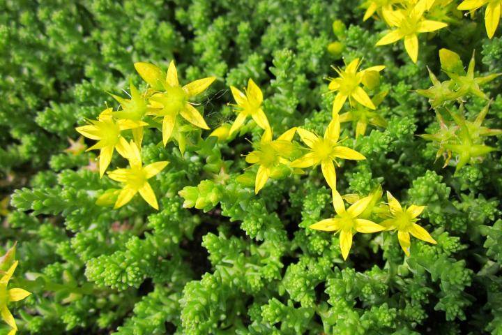 Sedum photo from Alamanac.com