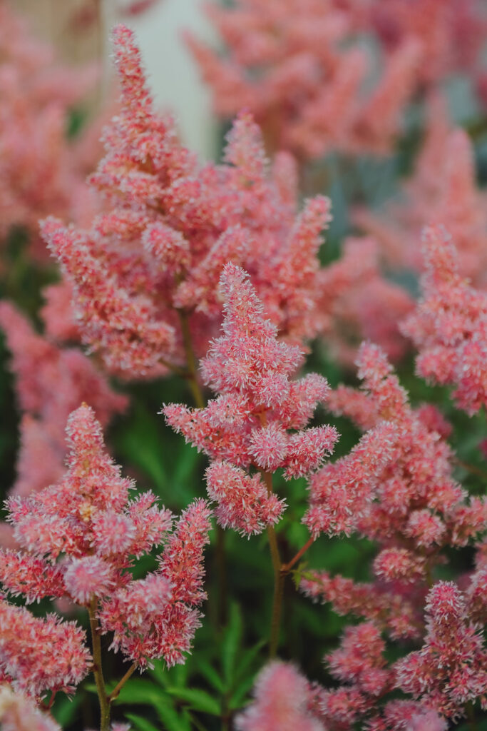 astible flower blooming