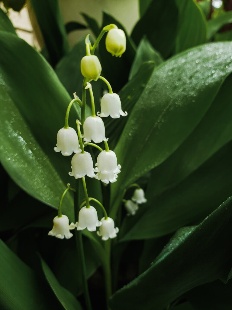 Lily of the vally