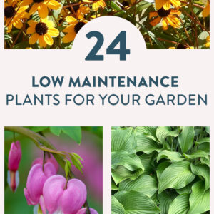 low maintenance plants for any garden