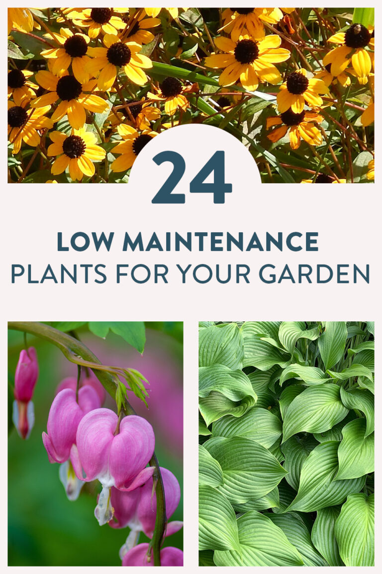 24 of the Best Low Maintenance Plants for Your Garden Curbly