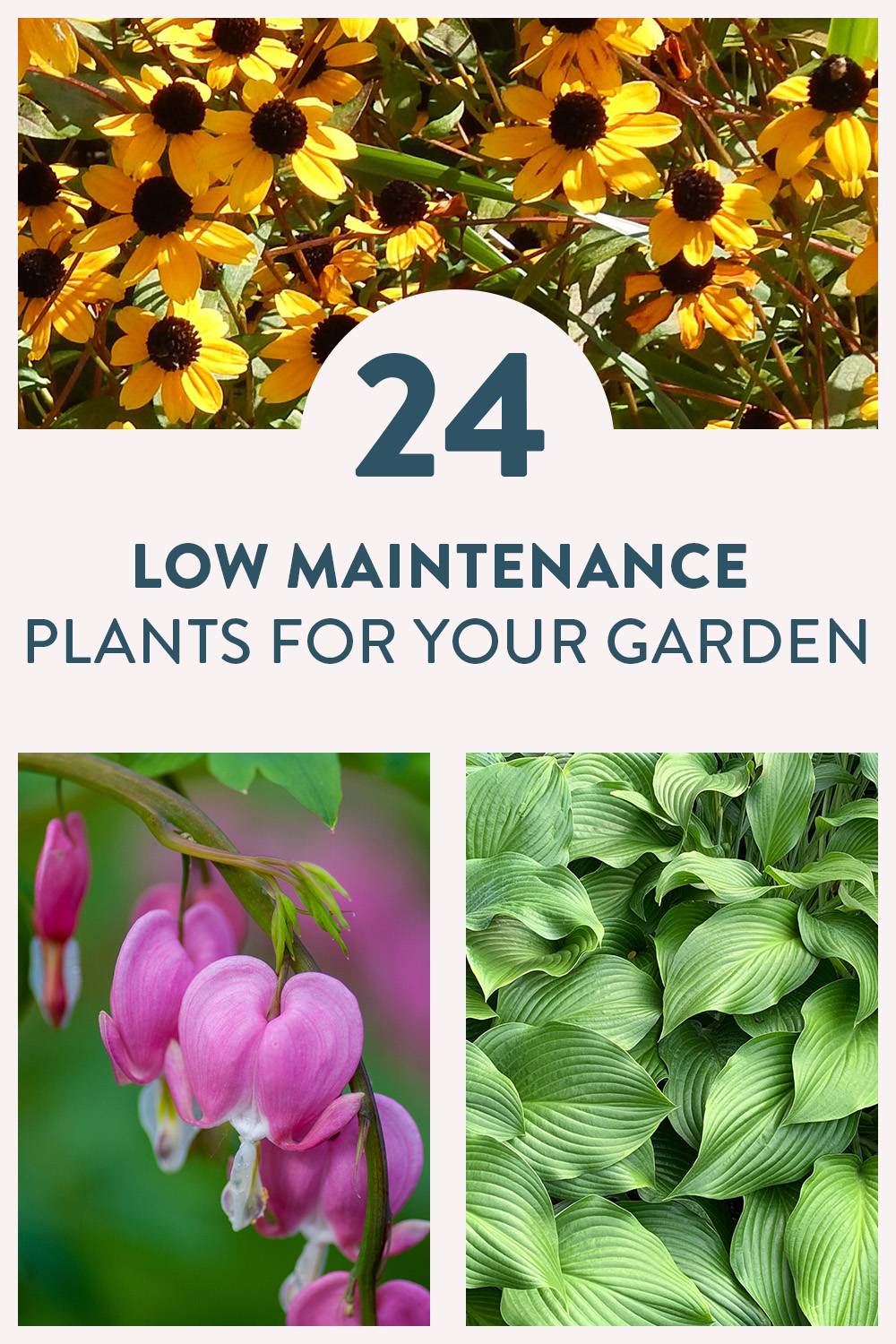 low maintenance plants for any garden