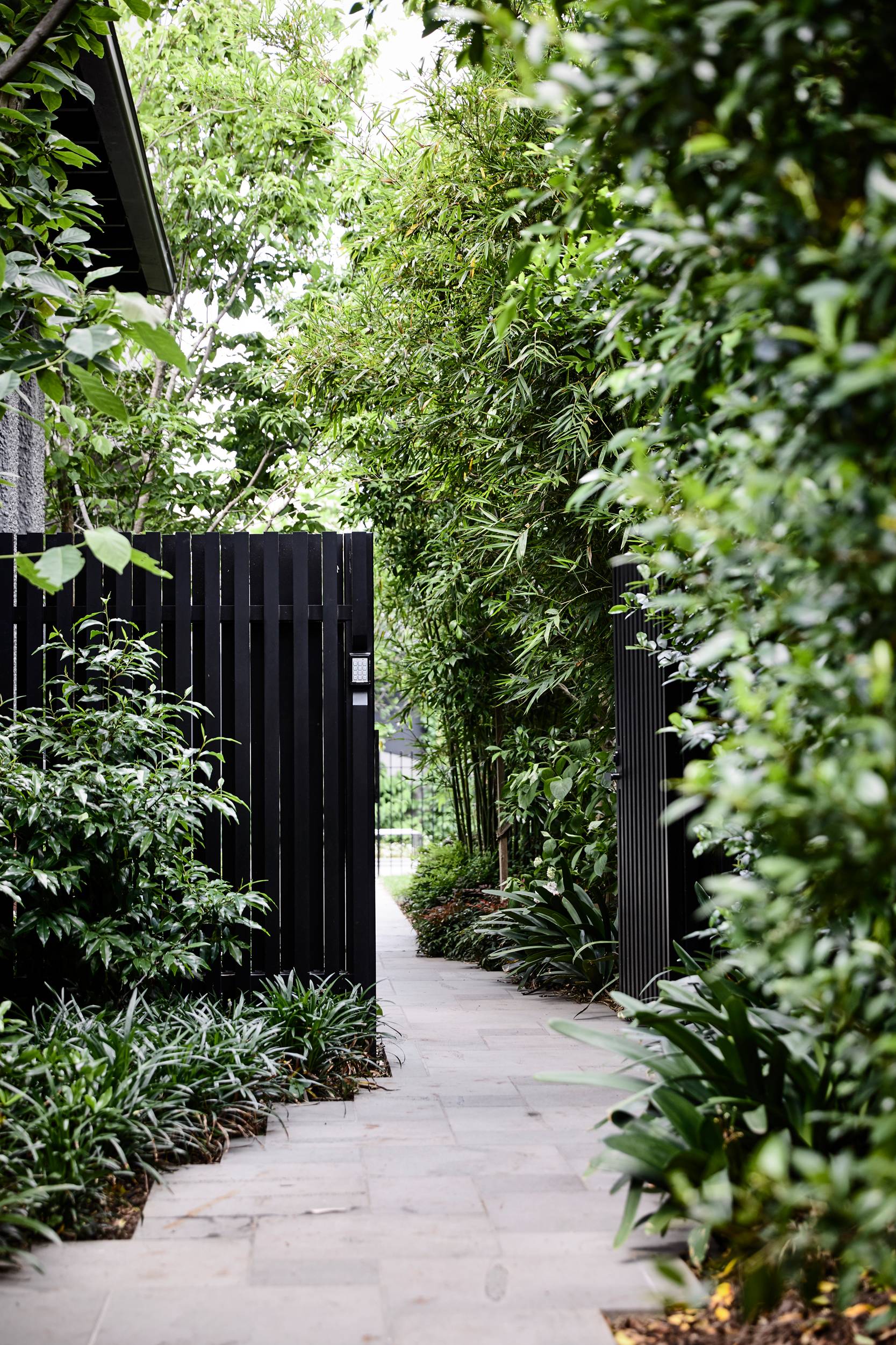 Lush garden path from Matyas Architects