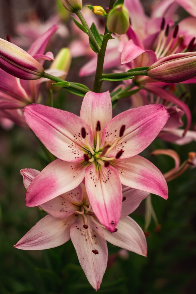 trumpet-shaped lily flowers