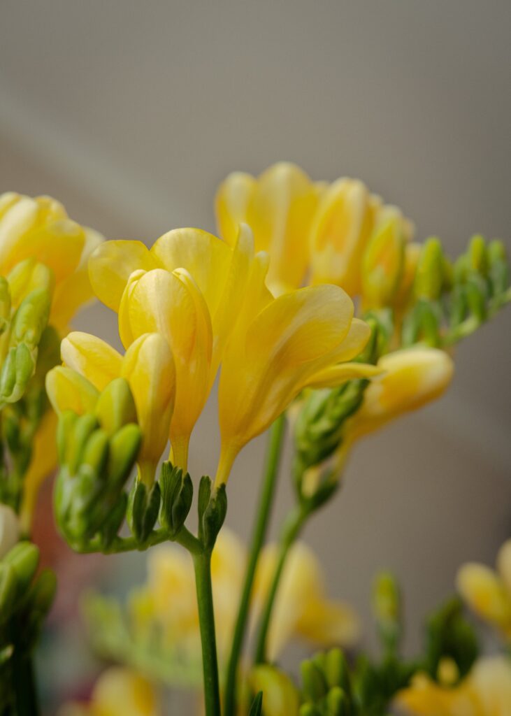 yellow freesia flower