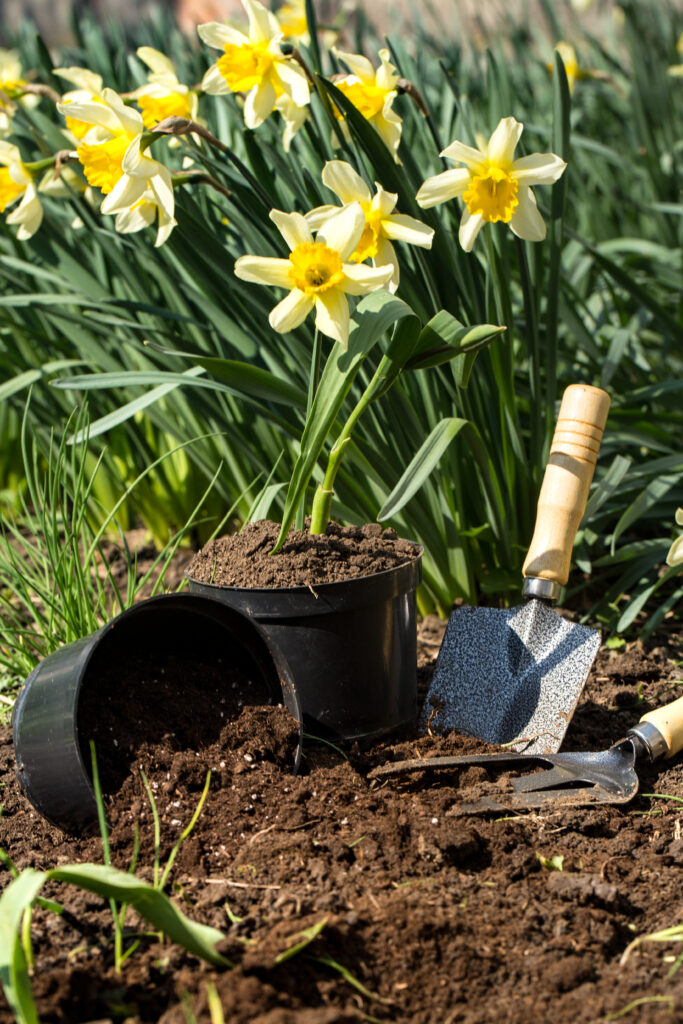 bulb planting in the garden with a small shovel