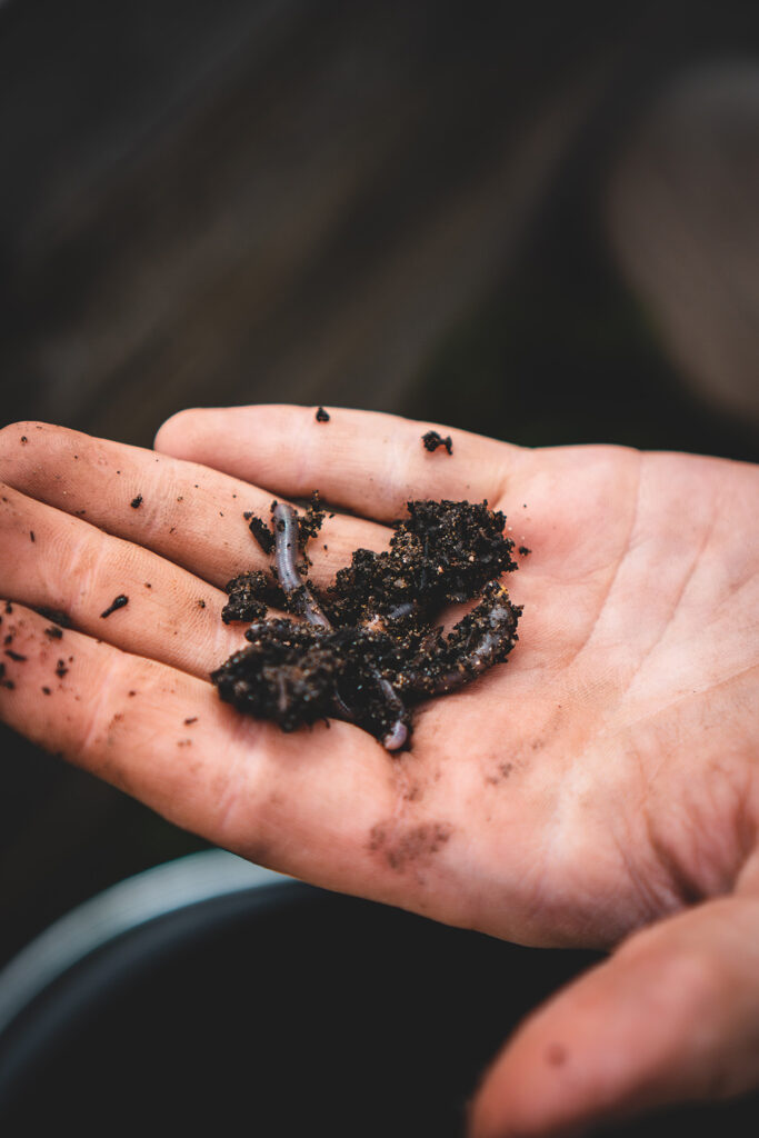 worm composting worms in a gardener's hand.