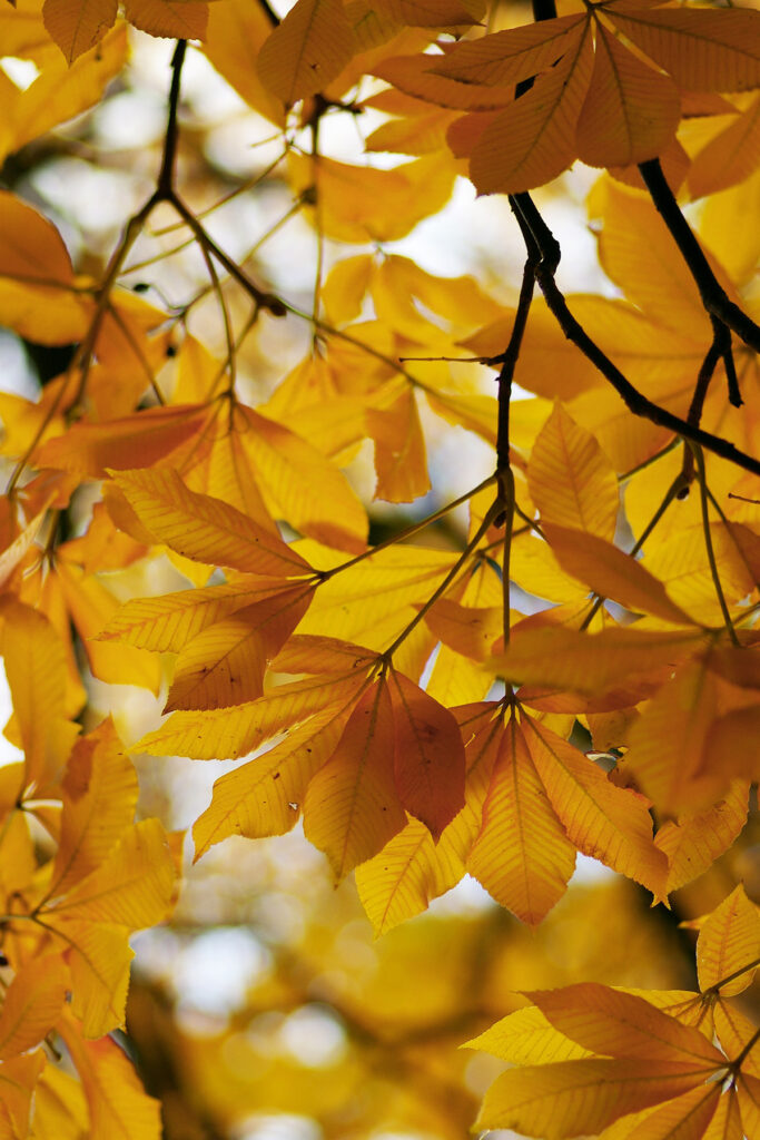 golden fall trees