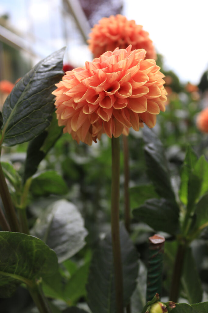 Lovely pink orange fall Chrysanthemu. 