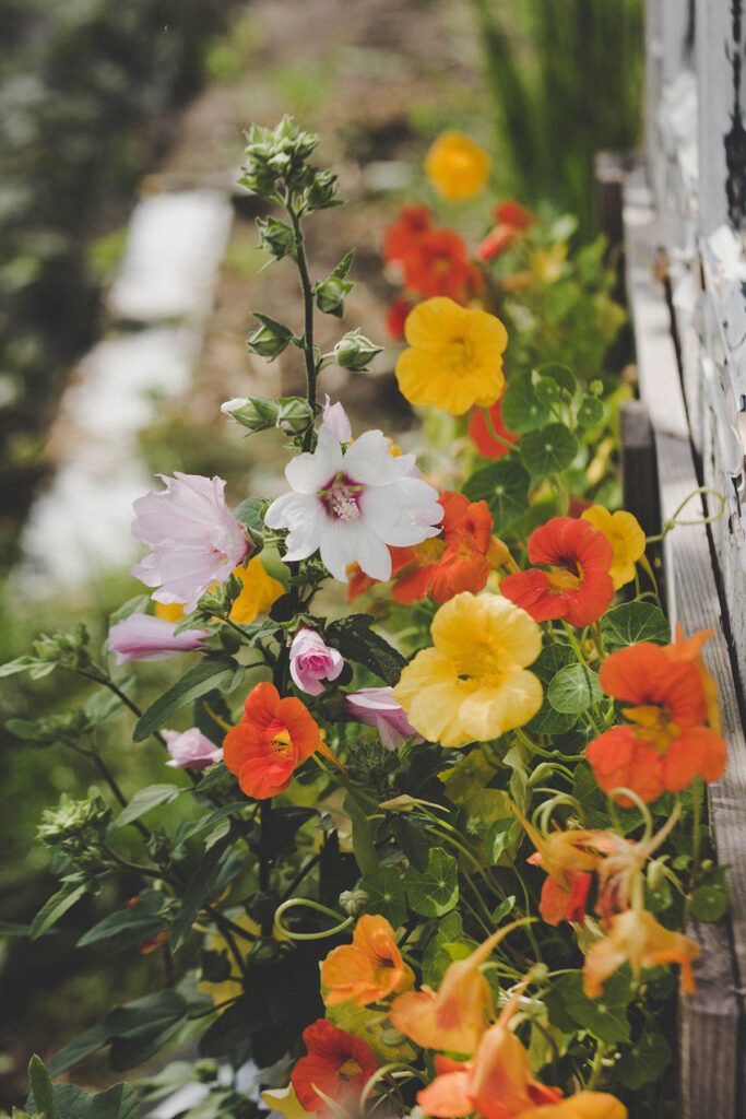 Nasturtium, a delightful and versatile flower, proves to be an excellent choice for the fall season. 