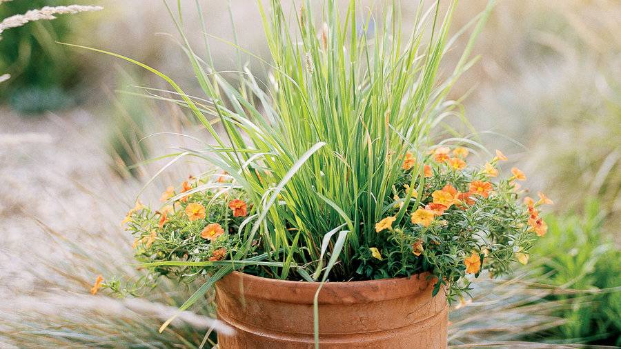 Pennisetum messiacum 'Red Bunny Tails' stands tall, accompanied at its base by two 'Crackling Fire' million bells plants in autumn hues