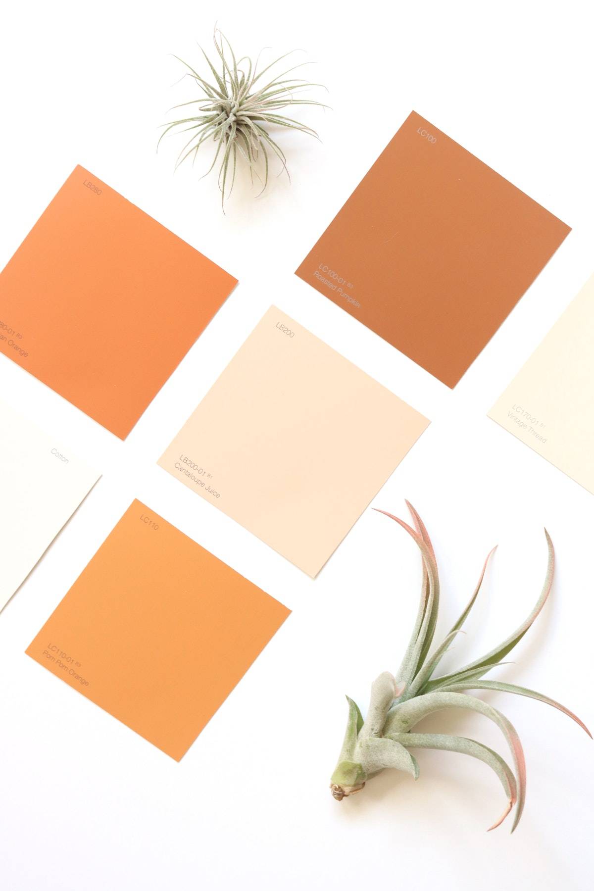 orange paint swatches with air plants