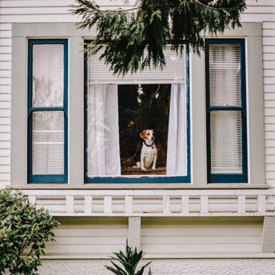 cool house with a dog at the window