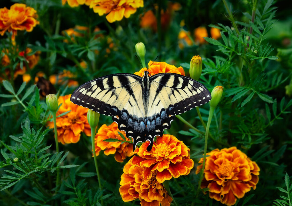 Marigold and butterfly.