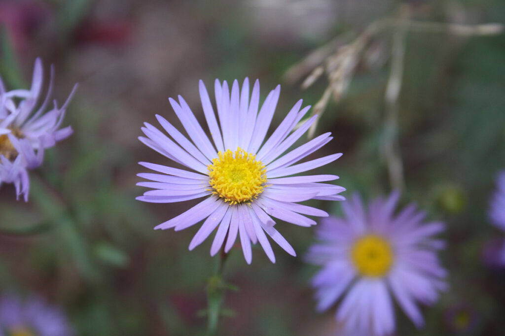 Aster, the daisy-like flower