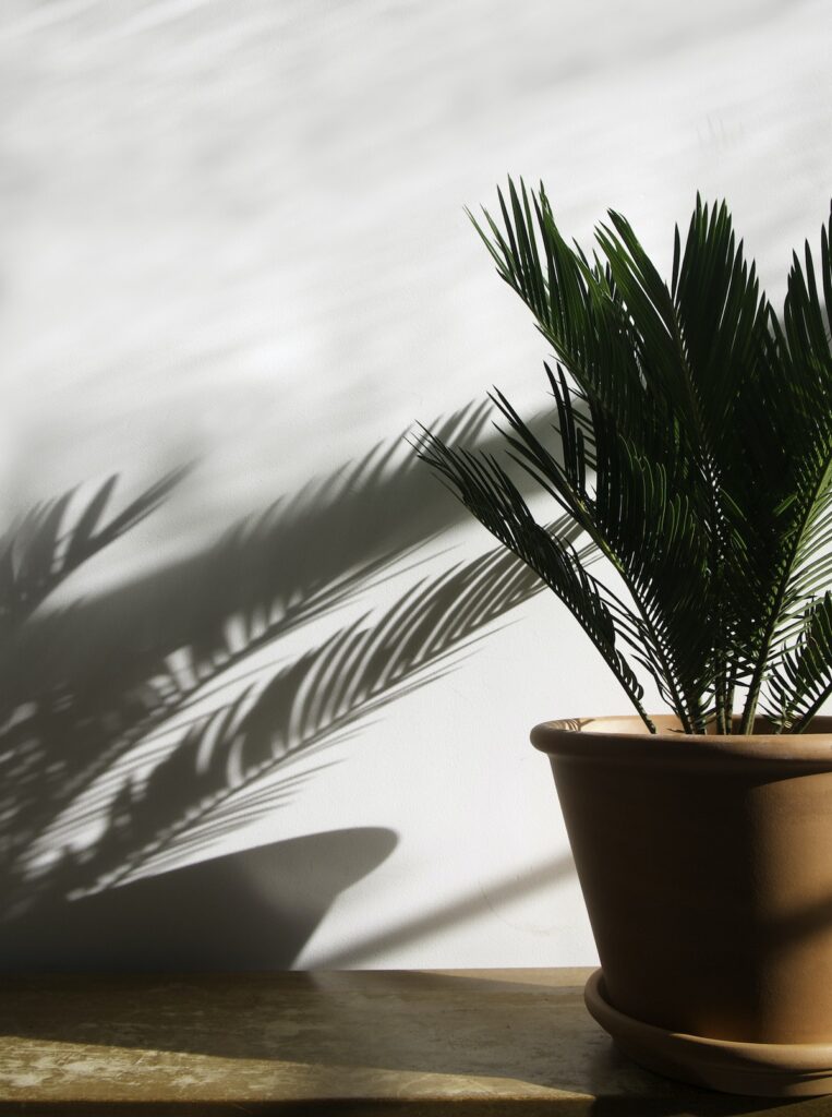 Potted green Plant on Wooden Surface