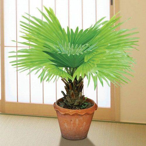 Dwarf Palmetto plant sitting in front of window