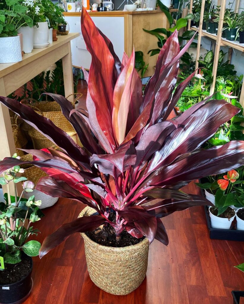 Palm Lily Cordyline fruticosa palm in living room with other plants