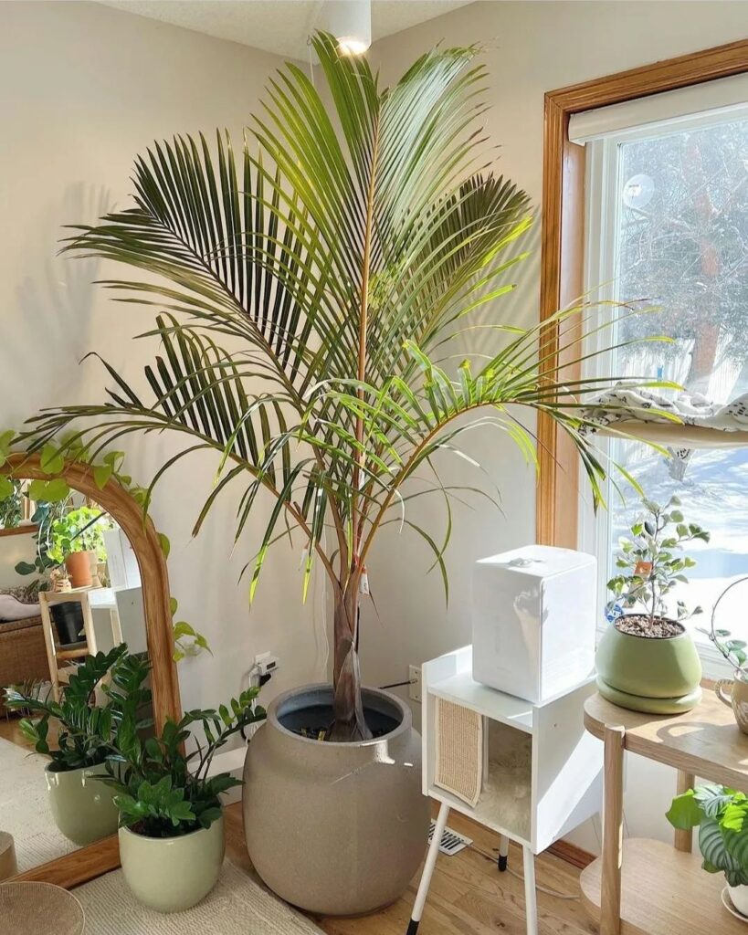 Spindle palm in living room next to window