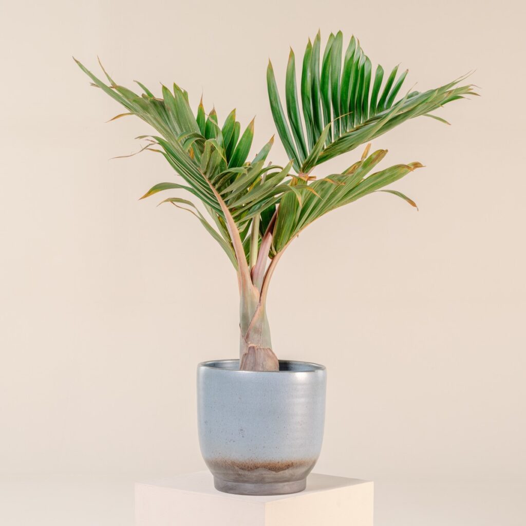 Bottle palm in silver pot on white stool