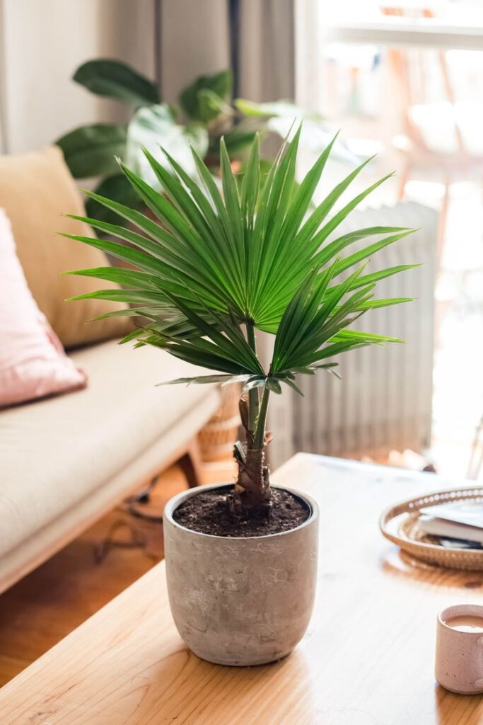 Chinese Fan Palm sitting on desk in stone pot